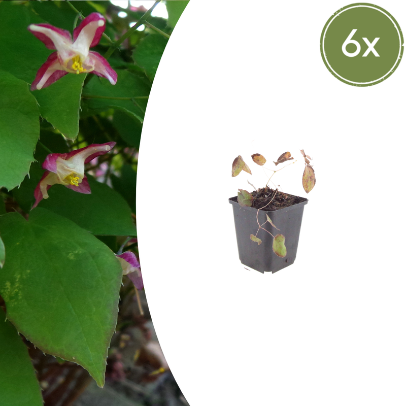 Epimedium x rubrum (6 stuks)