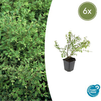 Verpakking — Symphoricarpos chenaultii 'Hancock' (6 stuks)