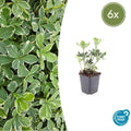 Pachysandra terminalis 'Variegata' (6 stuks)