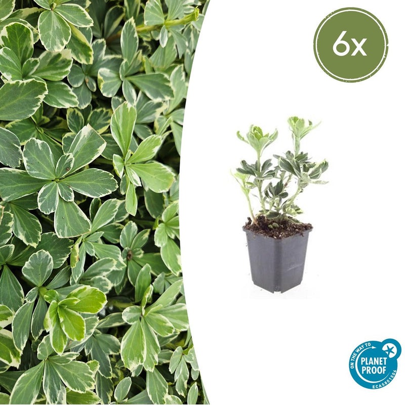 Pachysandra terminalis 'Variegata' (6 stuks)