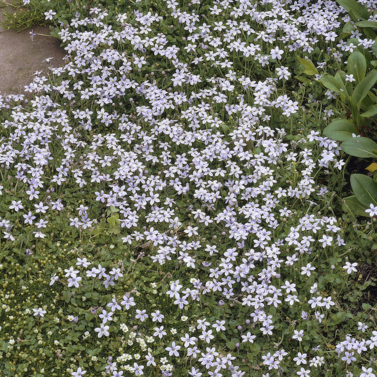 Isotoma fluviatilis (6 stuks)