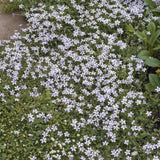 Isotoma fluviatilis (6 stuks)
