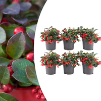 Verpakking — Gaultheria procumbens 'Big Berry' (6 stuks)
