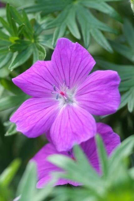 Geranium 'Tiny Monster' (6 stuks)
