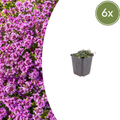 Thymus praecox 'Coccineus' (6 stuks)