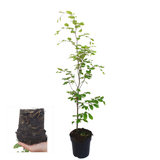 Palletdeal Haagplanten:  50 Fagus sylvatica ↕60-80 - Ø 19cm | Mini Pallet