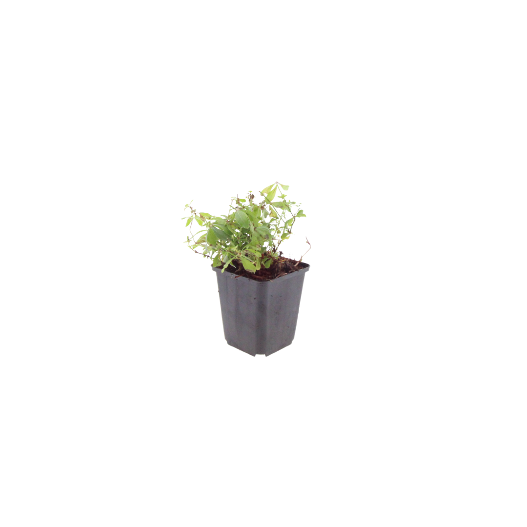 Galium odoratum (6 stuks)