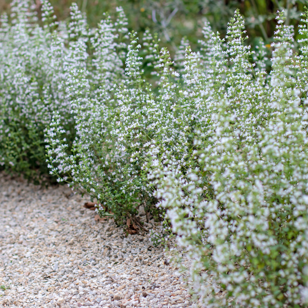 Calamintha nepeta (6 stuks)