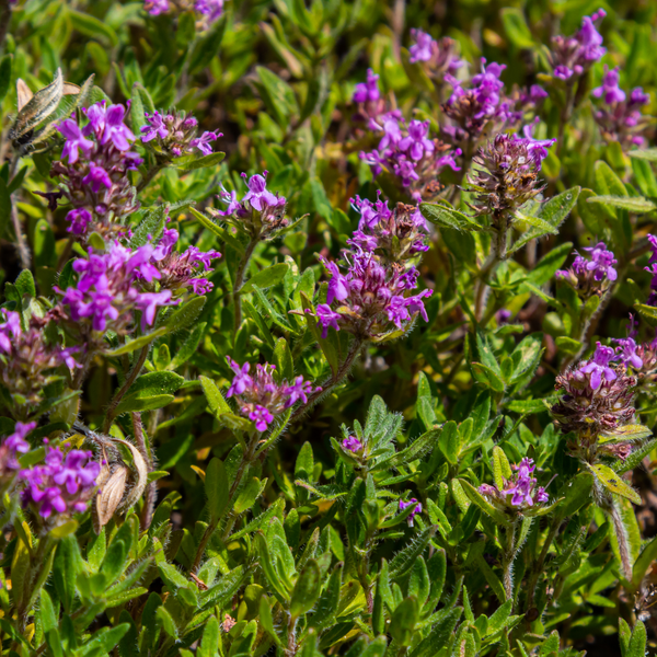 Thymus serpyllum (6 stuks)