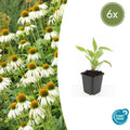 Echinacea purpurea 'White Swan' (6 stuks)