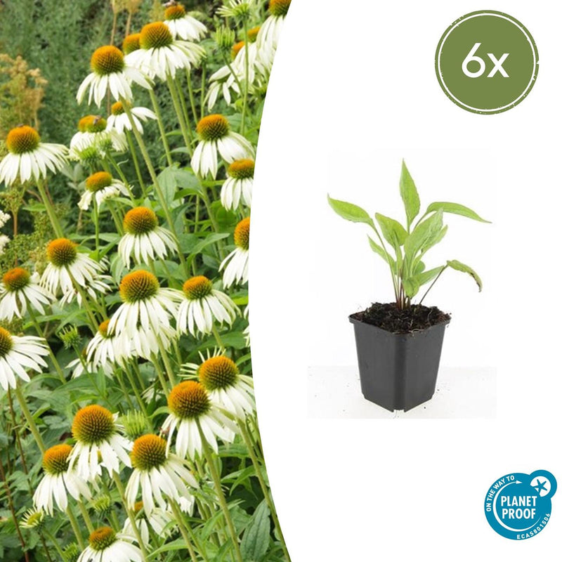 Echinacea purpurea 'White Swan' (6 stuks)