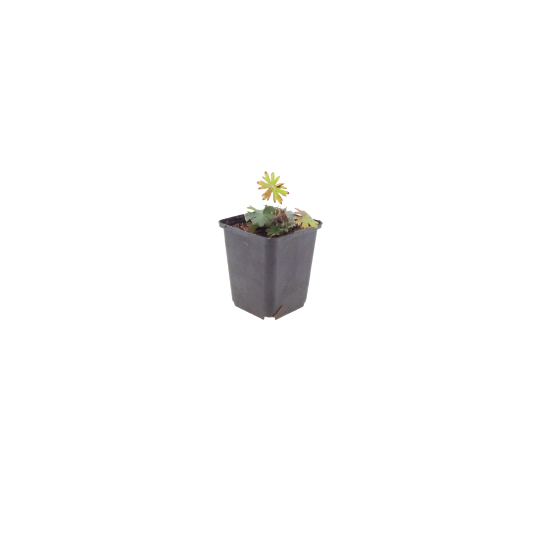 Geranium sanguineum (6 stuks)