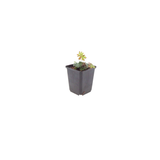 Geranium sanguineum (6 stuks)