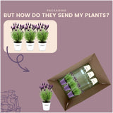 Lavandula stoechas 'Anouk' (3 stuks)