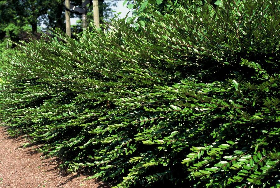 Lonicera pileata (6 stuks)