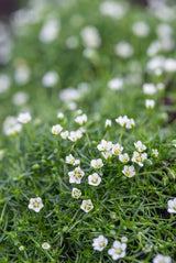 Sagina subulata (6 stuks)