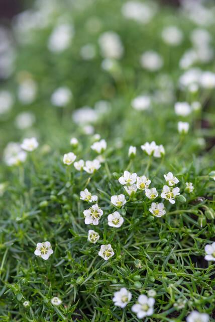 Sagina subulata (6 stuks)