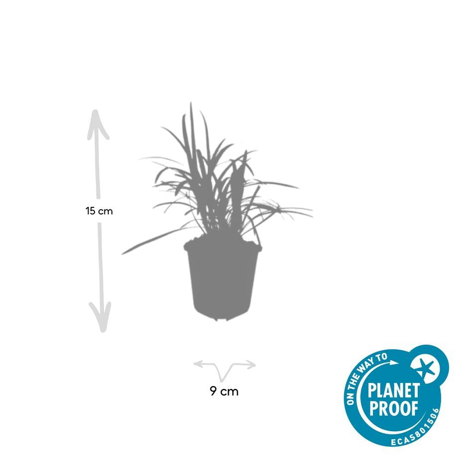 Liriope muscari 'Monroe White' (6 stuks)