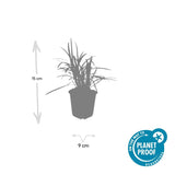 Liriope muscari 'Monroe White' (6 stuks)
