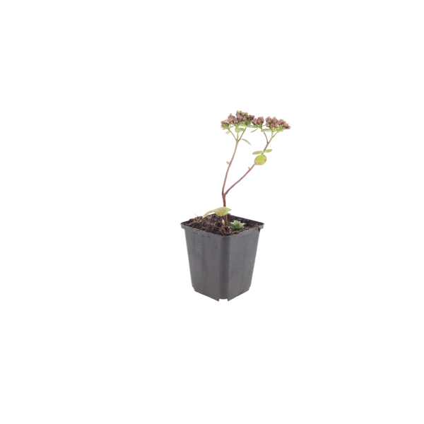 Sedum 'Matrona' (6 stuks)