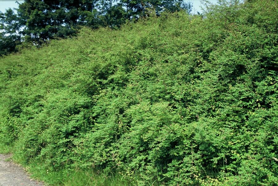 Symphoricarpos chenaultii 'Hancock' (6 stuks)