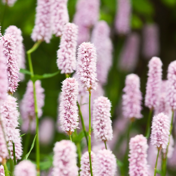 Persicaria amplexicaulis 'Alba' (6 stuks)