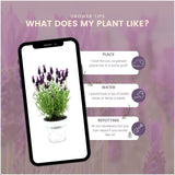 Lavandula stoechas 'Anouk' (3 stuks)