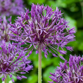 80x Allium Purple Rain - Sierui