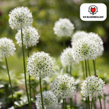 4 verschilllende Allium soorten Mixje van JufGroen