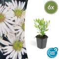 Aster ageratoides 'Ashvi' (6 stuks)