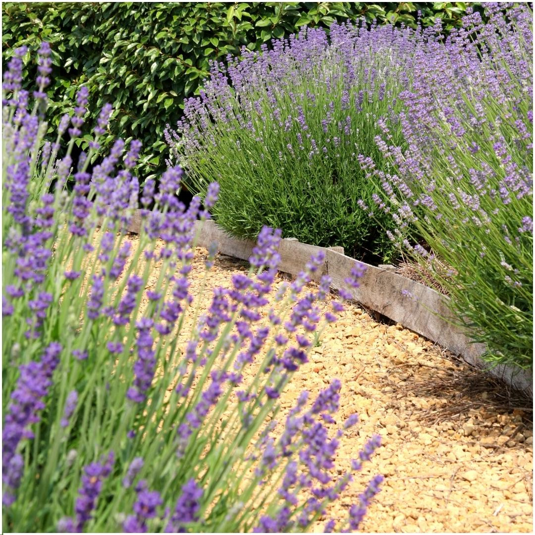 Lavandula angustifolia 'Felice' (6 stuks)