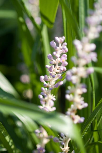 Liriope muscari 'Moneymaker' (6 stuks)