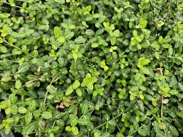 Euonymus fortunei 'Minimus' (6 stuks)