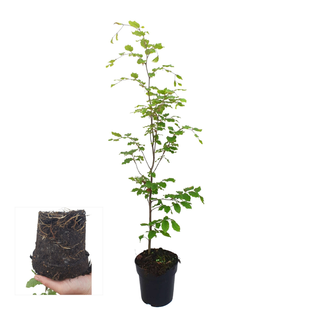 Palletdeal Haagplanten:  50 Fagus sylvatica Mini Pallet