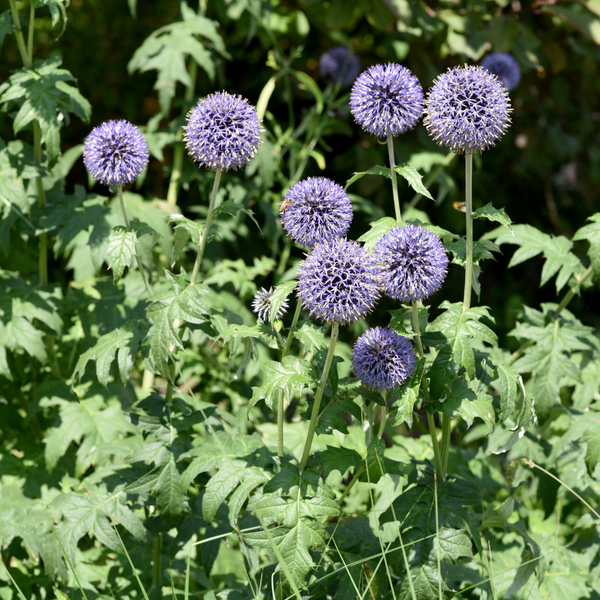 Echinops ritro (6 stuks)
