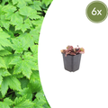Tiarella cordifolia (6 stuks)
