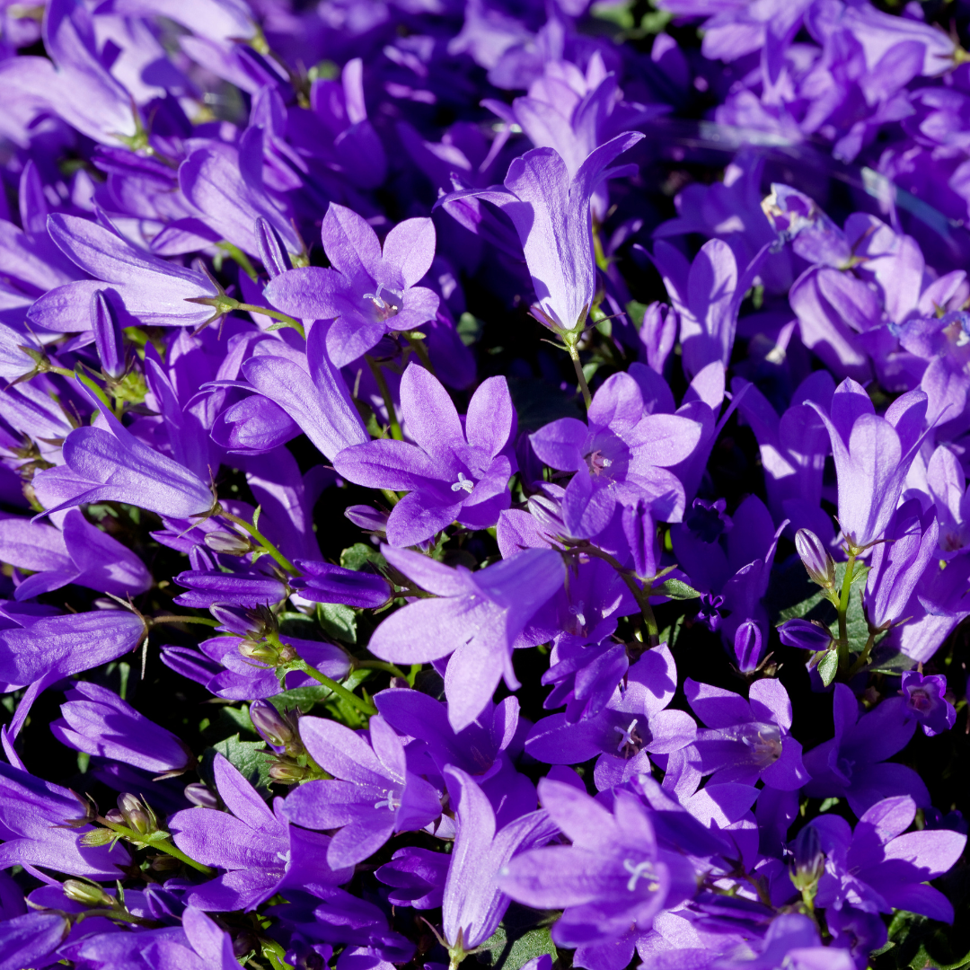 Campanula persicifolia 'Coerulea' (6 stuks)