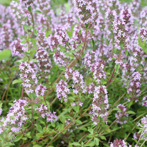 Thymus vulgaris (6 stuks)