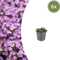 Thymus praecox 'Purple Beauty' (6 stuks)