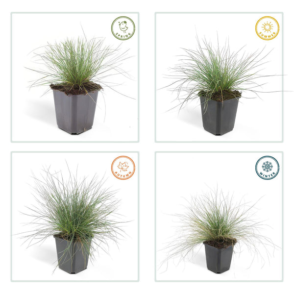 Festuca glauca 'Elijah Blue' (6 stuks)