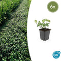 Euonymus fortunei 'Dart's Blanket' (6 stuks)