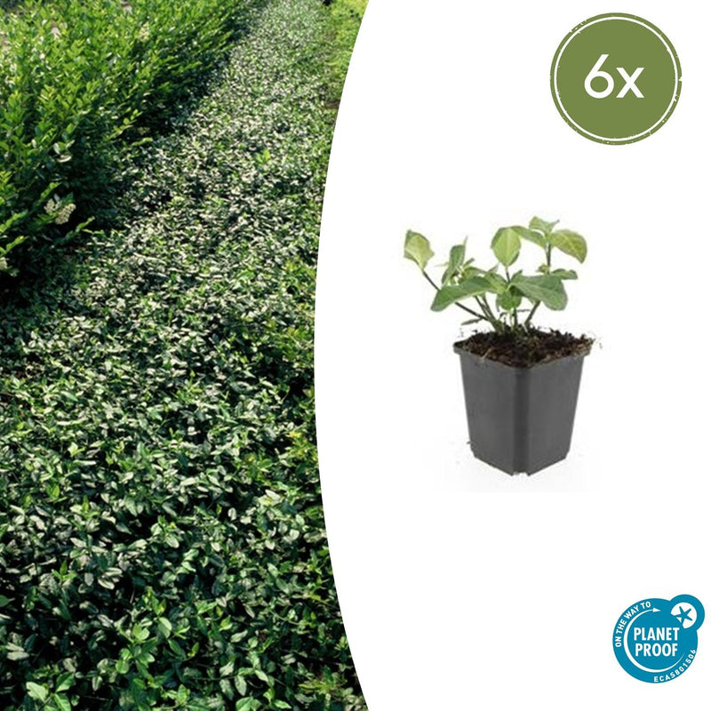 Euonymus fortunei 'Dart's Blanket' (6 stuks)
