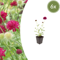 Knautia macedonica (6 stuks)