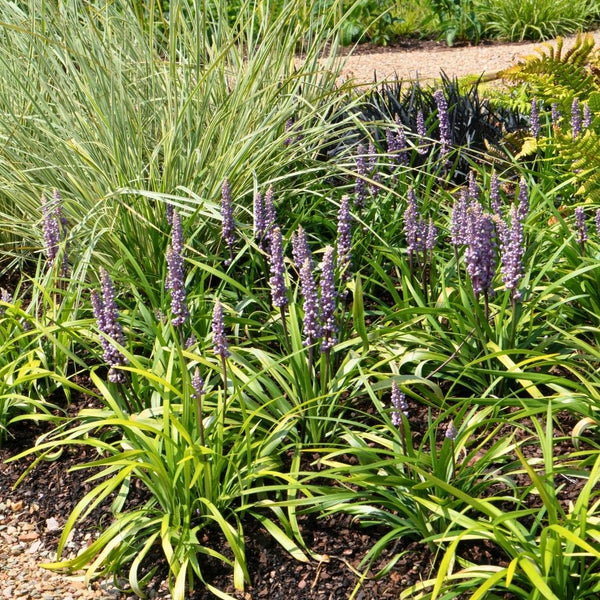Liriope muscari 'Ingwersen' (3 stuks) grote pot