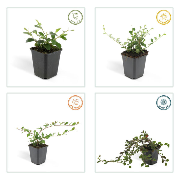 Cotoneaster dammeri (6 stuks)