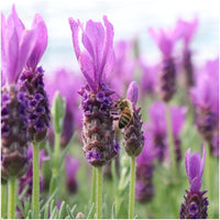 Verpakking — Lavandula stoechas 'Anouk' (3 stuks)