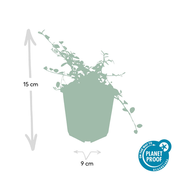 Cotoneaster procumbens 'Streib's Findling' (6 stuks)