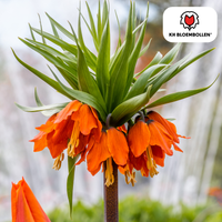 Verpakking — Fritillaria Keizerskroon Rubra rood/oranje 5 stuks