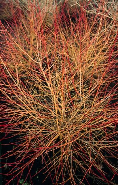 Cornus sanguinea 'Anny's Winter Orange' (6 stuks)