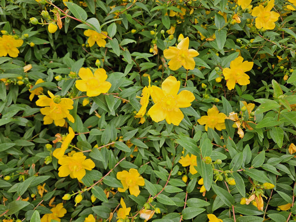 Hypericum dummeri 'Peter Dummer' (6 stuks)